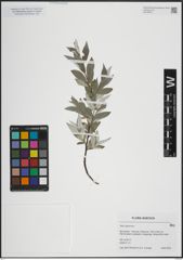 Foto von Salix lapponum L.
